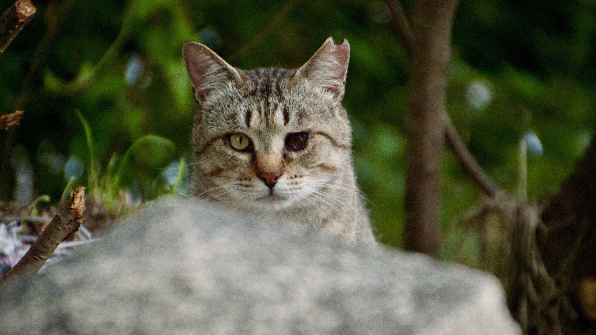 Die Katzen vom Gokogu-Schrein - Gokogu no neko